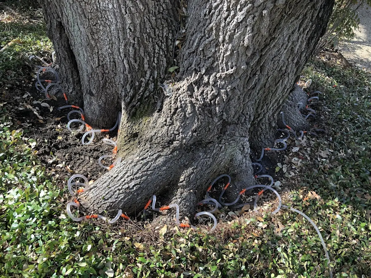 Detailed Tree Cabling and Bracing job site in Edmonds