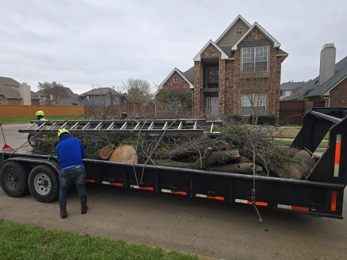 Expert Deadwooding with proper safety equipment in Edmonds
